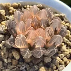 珍しいハオ楽園　実生オブツーサ錦　新葉糊斑　1301 珍しいハオ楽園 実生オブツーサ錦 新葉糊斑 1301 - メルカリ