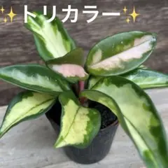 レア♡ミニアンスリウム♡しづき♡詩月♡2号♡ポットごと宅急便