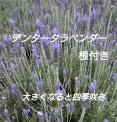 【Apple❗️】メルカリ便へ変更★長さ50cmラベンダー生花300本 2025年最新】ラベンダー生花・切り花の人気アイテム - メルカリ