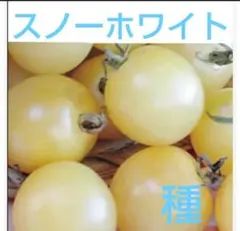 ꒰ঌ✧︎໒꒱-  ̗̀tomo農園様 リクエスト 3点 まとめ商品