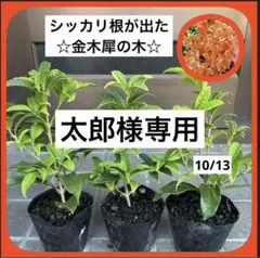 2025年最新】金木犀の人気アイテム - メルカリ