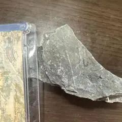 葉の化石