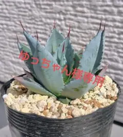 2026年最新】アガベ 鉢の人気アイテム - メルカリ