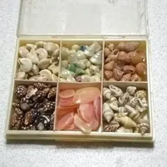 貝殻　土産　詰め合わせ　桜貝　ハンドメイド