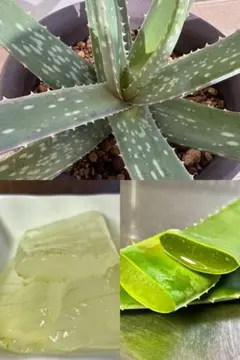 大きなアロエベラ苗✨2年もの