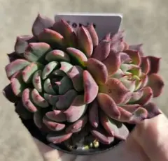 2026年最新】優木園の人気アイテム - メルカリ