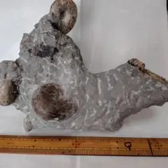 北海道　羽幌産　珍しい黒色光沢の群生　アンモナイト　化石/夏休み　自由研究　恐竜 素晴らしい良形！北海道羽幌川上流域で採集されたアンモナイト