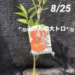 ハロインウィーク！限定価格実付き！幻の高級ミカン苗木「せとか」４年生 楽天市場】せ とか 4 年生 苗木の通販