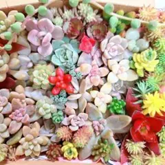 ネコポス発送♥sale♥カット苗♥多肉植物⑤