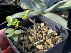 【希少】ブルセラ　パラドクサ　実生株⑤　ポットごと発送 希少】ブルセラ パラドクサ 実生株⑤ ポットごと発送 - メルカリ