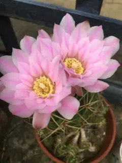 2025年最新】ピンク花サボテンの人気アイテム - メルカリ