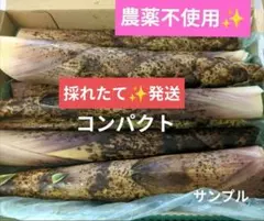 農薬不使用！真竹箱込み1、2キロ以上✨タケノコ　破竹　たけのこ　野菜詰め合わせのサムネイル