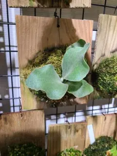 2025年最新】ビカクシダ ペガサスの人気アイテム - メルカリ