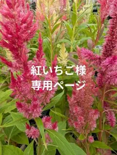 ラボット服　LOVOT　ハンドメイド　紅いちご様リクエストおまとめ