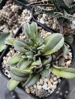 2025年最新】綴化 アガベの人気アイテム - メルカリ