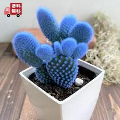 2025年最新】うさぎの耳 多肉の人気アイテム - メルカリ