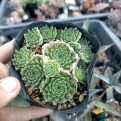 2025年最新】センペルの人気アイテム - メルカリ