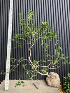 2025年最新】アセビ 苗木の人気アイテム - メルカリ