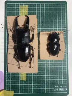 ダイトウヒラタクワガタ 標本 ダイオウヒラタクワガタ 標本 66mm 羽開き (箱付き) - メルカリ
