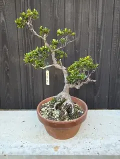 2025年最新】皐月 盆栽の人気アイテム - メルカリ