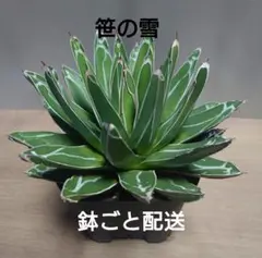 現品】アガベ・ササノユキ（笹の雪） 4号 黒鉢（4） - メルカリ