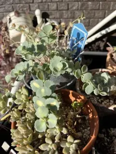 2025年最新】多肉 斑入りミセバヤの人気アイテム - メルカリ