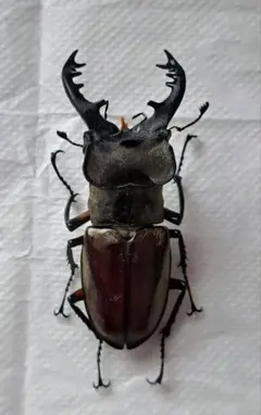 ※大型良型　ドンミヤマクワガタ♂野外標本 大型良型ドンミヤマクワガタ♂野外標本