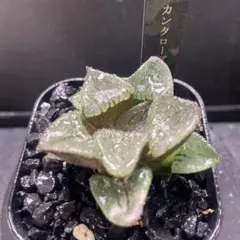 2025年最新】カンタロープ・アイランドの人気アイテム - メルカリ