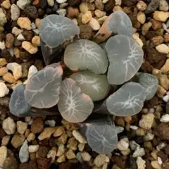 50a 多肉植物 ハオルチア 風の谷万象錦 自家繁殖 鉢植え発送 - メルカリ