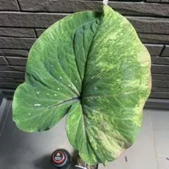 専用❣️希少　Begonia rockii 原種ベゴニア　ロッキー　増殖株 希少 Begonia rockii 原種 ベゴニア ロッキー 青ベゴニア - メルカリ