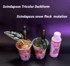 2026年最新】スキンダプサス トリカラーの人気アイテム - メルカリ