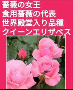 もも様 リクエスト 3点 まとめ商品