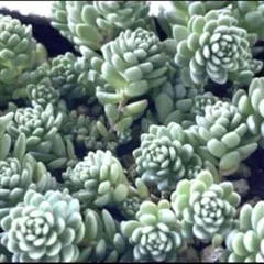 ふくふく亭⑅︎◡̈︎*プロフ必読様 リクエスト 4点 まとめ商品