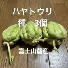 2026年最新】ハヤトウリ 種の人気アイテム - メルカリ