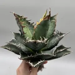 アガベ　海王　子株　メルカリ便 2025年最新】海王 アガベの人気アイテム - メルカリ