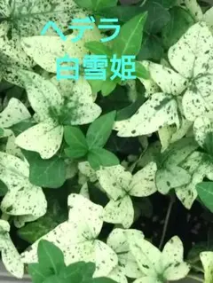 レアビカクシダ5種セット　コナユキ、アンディナムワイルド、RU20、RU309等 レアビカクシダ5種セット コナユキ、アンディナムワイルド、RU20