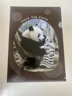 2025年最新】上野動物園 シャンシャンの人気アイテム - メルカリ