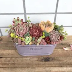 多肉植物 寄せ植え そのまま飾れる寄せ植え♡紫のオーバル型ポット♡