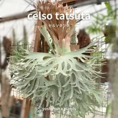 2025年最新】セルソタツタの人気アイテム - メルカリ