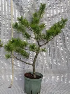 大株 プンゲンストウヒ クラウカグロボーサ ポット鉢植え 苗 - メルカリ