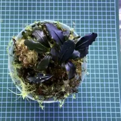Bucephalandra sp. Ghost Kalimantan ② - メルカリ
