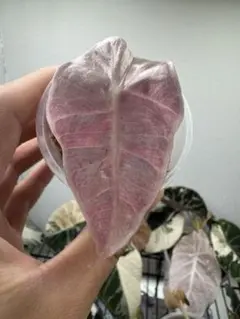 2025年最新】アロカシア 斑入り ピンクの人気アイテム - メルカリ