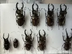 2025年最新】ミヤマクワガタの人気アイテム - メルカリ