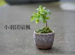 FUKガンダムさん専用　枝垂れコハウチワ楓　関の華厳　山畑　① Amazon | RG 機動戦士ガン*ダムSEED DESTINY アカツキガン*ダム