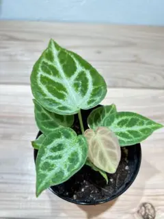 2025年最新】アンスリウム ドラヤキの人気アイテム - メルカリ