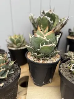 n*b様 1151 アガベ チタノタ 麻花龍 裏棘 表棘 精選優良血統 極上株 アガベ チタノタ 表棘裏棘 Special個体 子株1つ