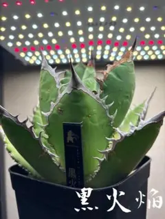 2025年最新】黒火焔の人気アイテム - メルカリ