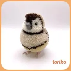 小鳥ぽんぽん カノコスズメ(シナモン)