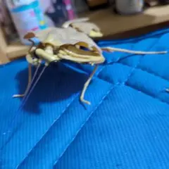 「いきもの大図鑑 かまきり02」「ヒシムネカレハカマキリ」フィギュア