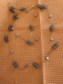 Item thumbnail for item 3f18a1d9-d13e-47f5-a007-b17ecf01acb7